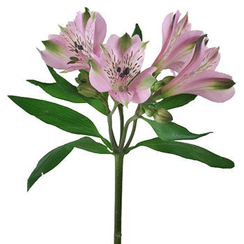 Lavender alstroemeria Wholesale Flower Stem