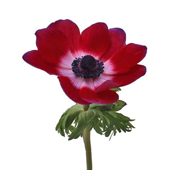 Lavender Anemone Wholesale Flower Stem