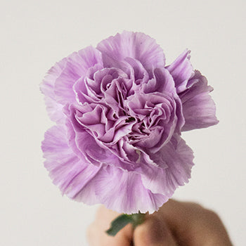 Lavender Carnation Stem