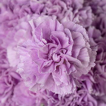 Lavender Wholesale Carnations Up close