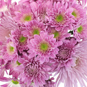 Sugar Plum Fairy Flower Pack