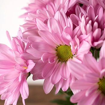 Lavender daisy pom DIY wedding flowers