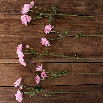 Lavender daisy pom bulk flowers