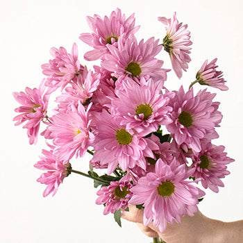Lavender daisy pom wholesale wedding flowers