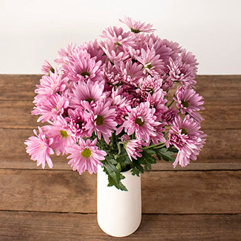 Lavender daisy pom flowers for delivery