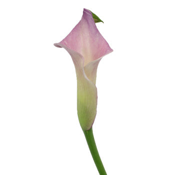 Lavender Blush Mini Calla Lily Flower