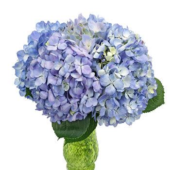 Farm Fresh Cut Hydrangea Flowers