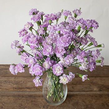 Lavender Mini Carnation Flowers In a vase
