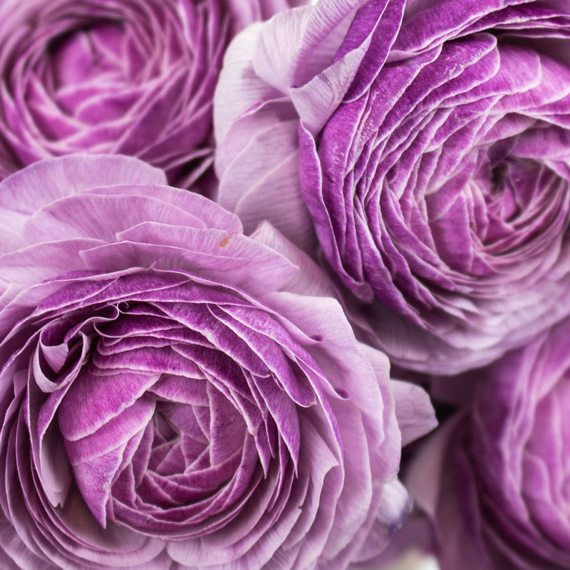 Lavender Nonno Cloony Ranunculus Flower Up Close