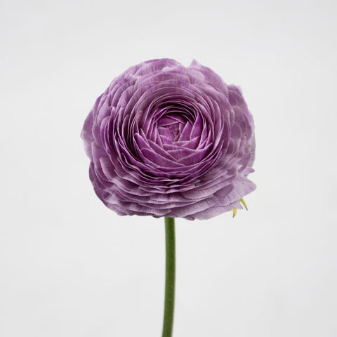 Lavender Nonno Cloony Ranunculus Flower Stem