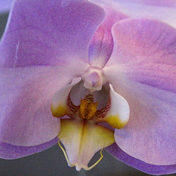 Lavender Kiss Phalaenopsis Orchid Flower