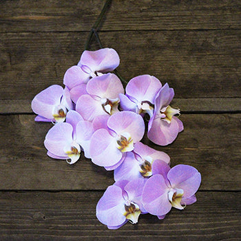 Lavender Kiss Phalaenopsis Orchid Flower