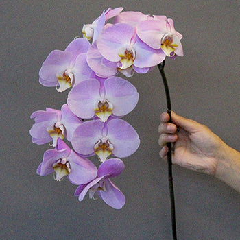 Lavender Kiss Phalaenopsis Orchid Flower