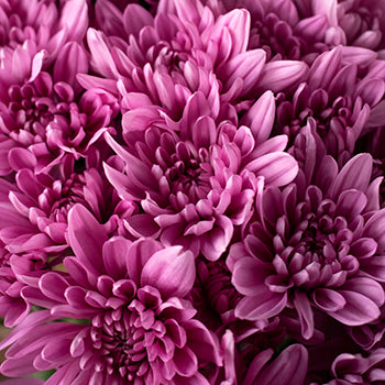 Lavender pink pom DIY wedding flowers