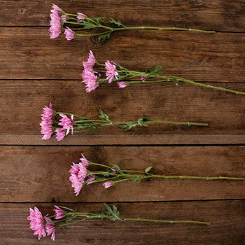 Lavender pink pom bulk flowers