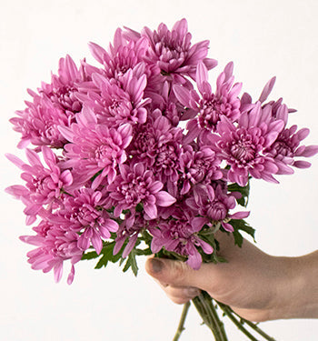 Lavender pink pom wholesale wedding flowers