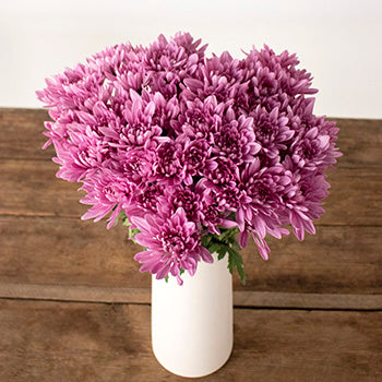 Lavender pink pom flowers for delivery