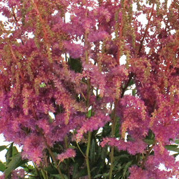 Amethyst Astilbe Texture Flower May to October