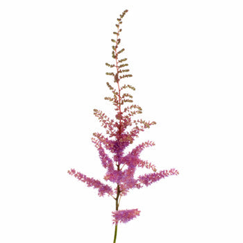 Amethyst Astilbe Texture Flower May to October