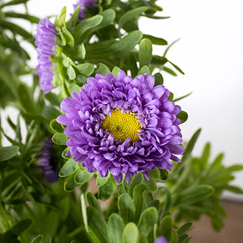 Lavender Matsumoto Flowers