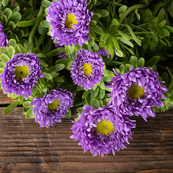 Lavender Matsumoto Flowers