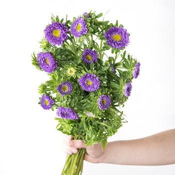 Lavender Matsumoto Flowers