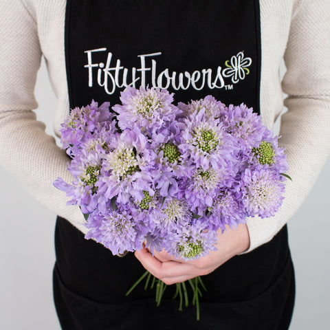 Lavender Scabiosa Flower Bunch in Hand