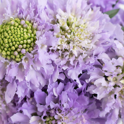 Lavender Scabiosa Flower Up Close