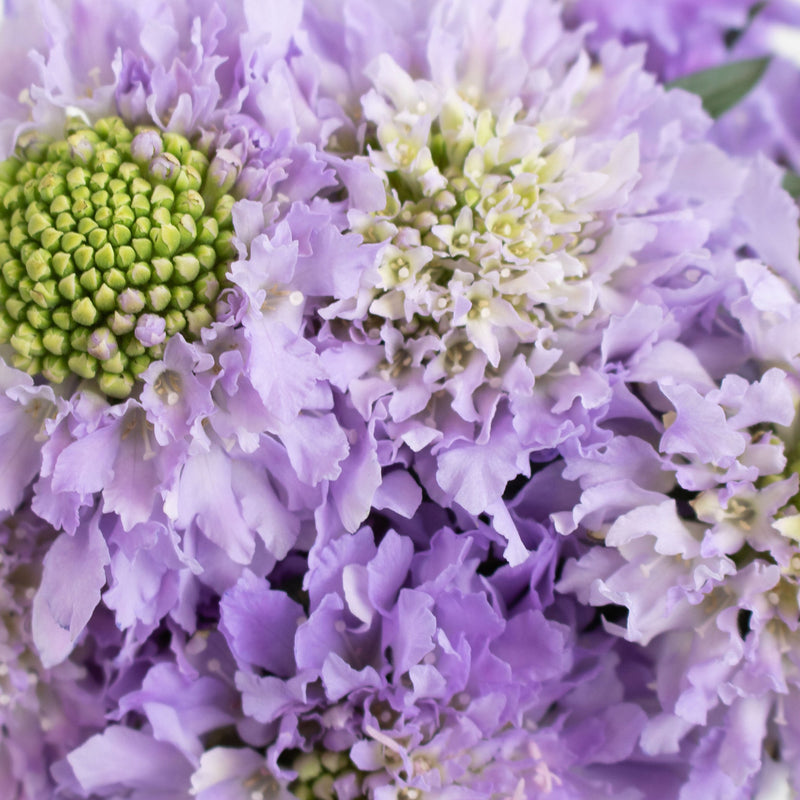 Lavender Scabiosa Flower Up Close