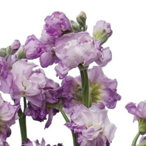 Lavender Spray Stock Wholesale Flower Upclose