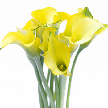 Lemon Drop Yellow Calla Flower