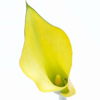 Lemon Drop Yellow Calla Flower