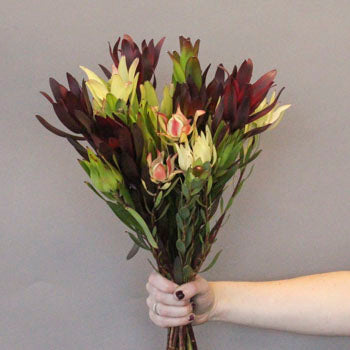 Leucadendron Mixed Box