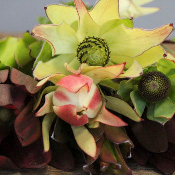 Leucadendron Mixed Box