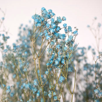 Dried Gypsophila Flower Light Blue
