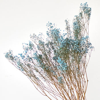 Dried Gypsophila Flower Light Blue
