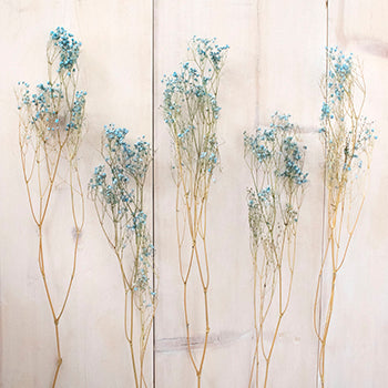 Dried Gypsophila Flower Light Blue