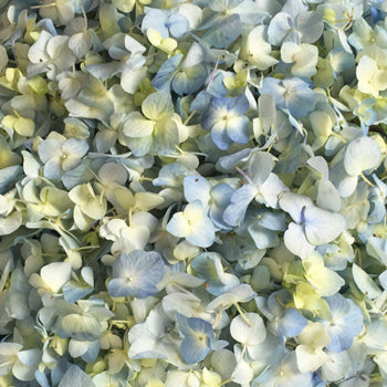 Blue Hydrangea Fresh Flower Petals