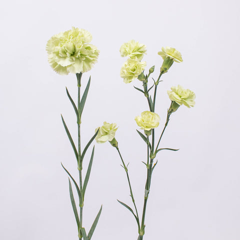 Light Green Carnation Flower Stem