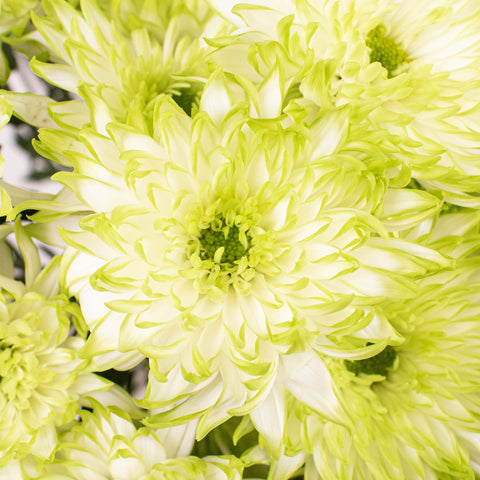 Light Green Cushion Flowers Up Close