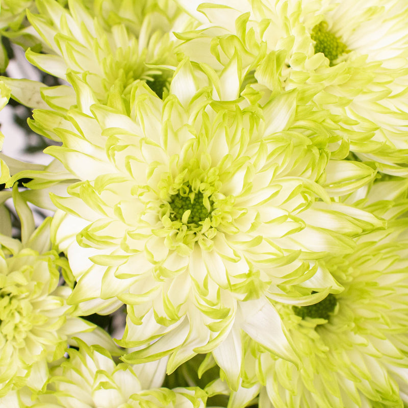 Light Green Cushion Flowers Up Close