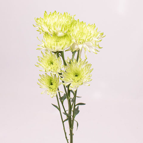 Light Green Cushion Flowers Single Stem