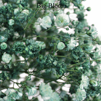 Seafoam Green Airbrushed Baby's Breath