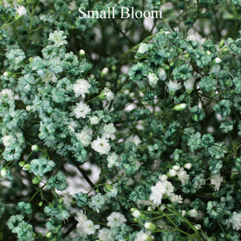 Seafoam Green Airbrushed Baby's Breath