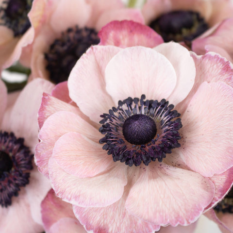Light Pink Anemone Flower Up Close