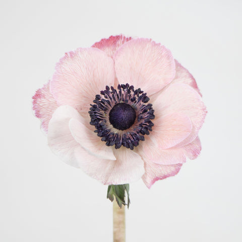Light Pink Anemone Flower Stem