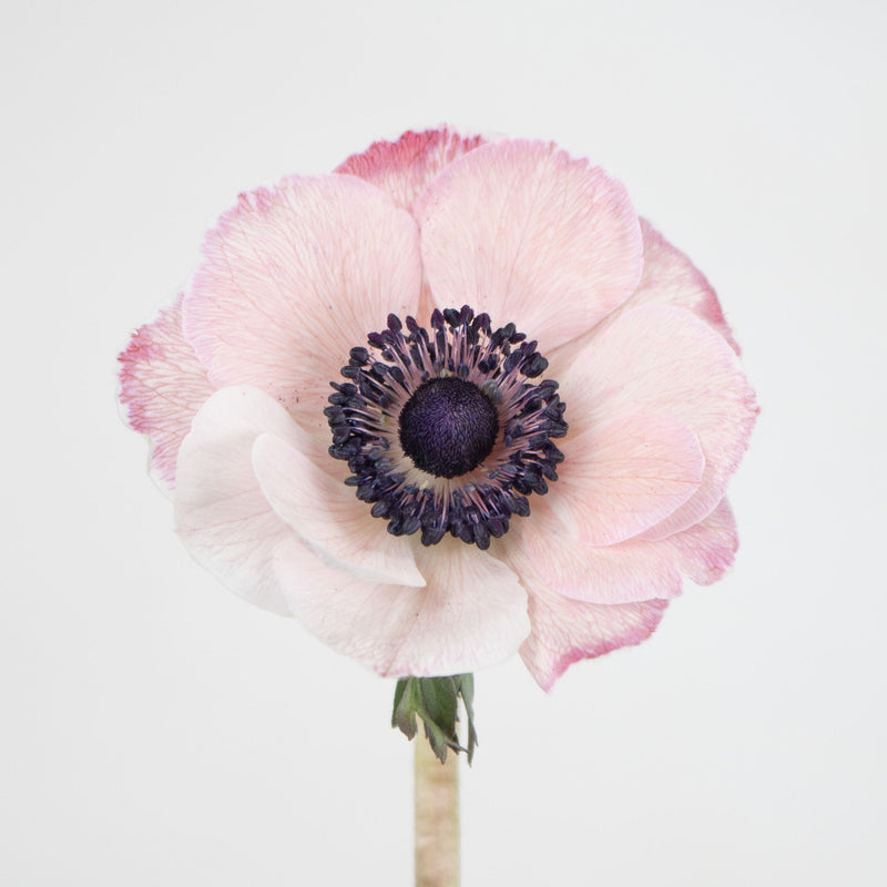 Light Pink Anemone Flower Stem