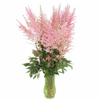 Pink Astilbe Flower November to April