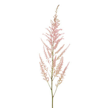 Pink Astilbe Flower May to October