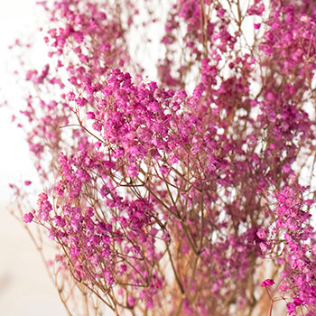 Dried Pink Baby's Breath